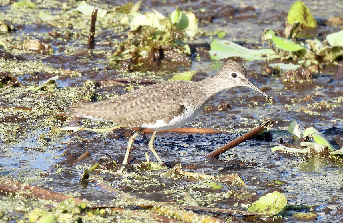 Einsiedelwasserläufer - ML645390697