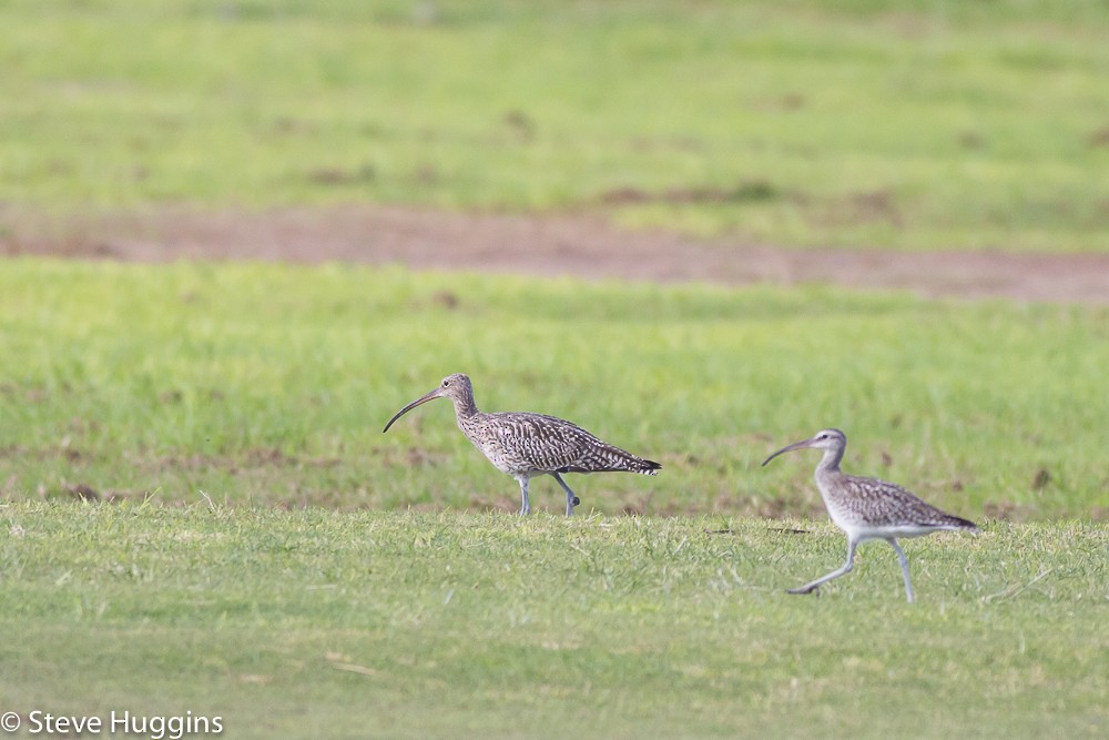 koliha velká - ML645390698