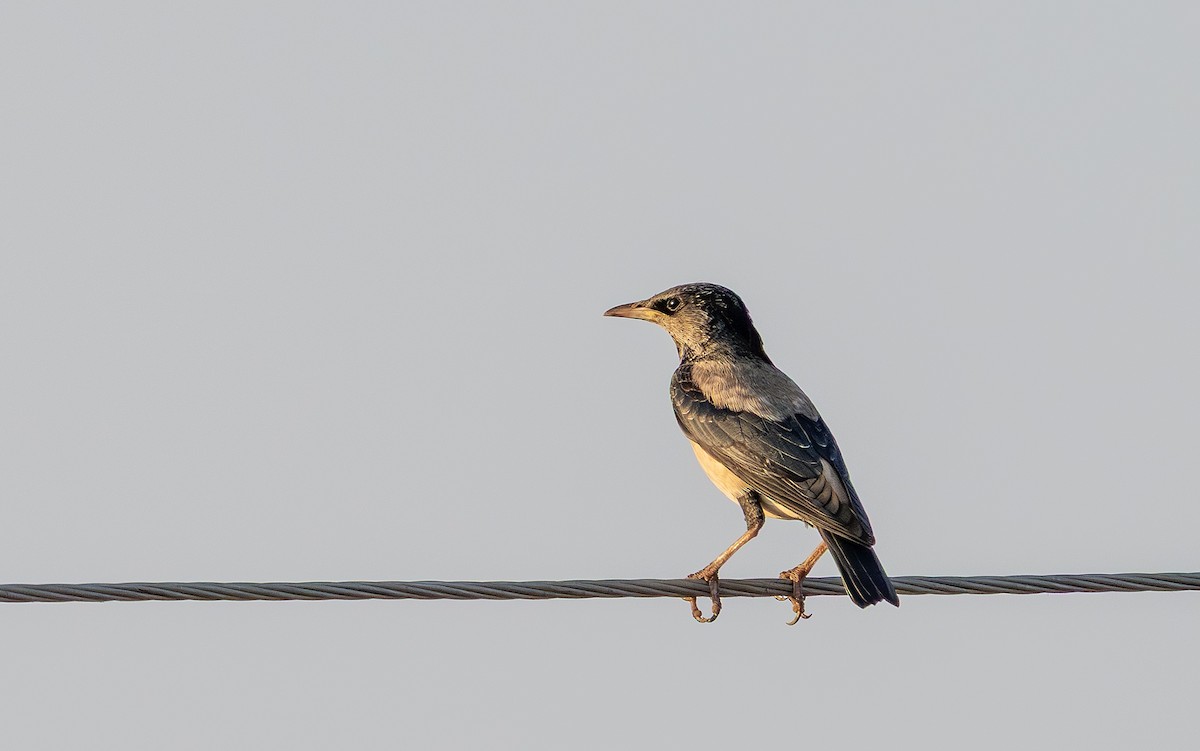 Rosy Starling - ML645390699