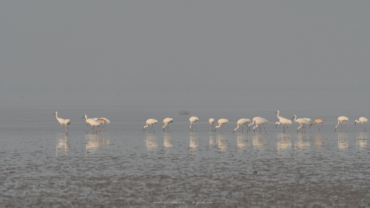 ソデグロヅル - ML645390711