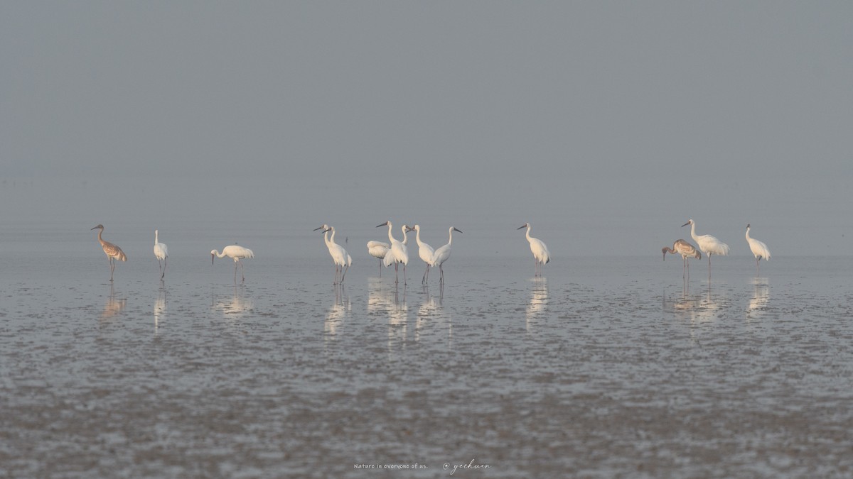 ソデグロヅル - ML645390712