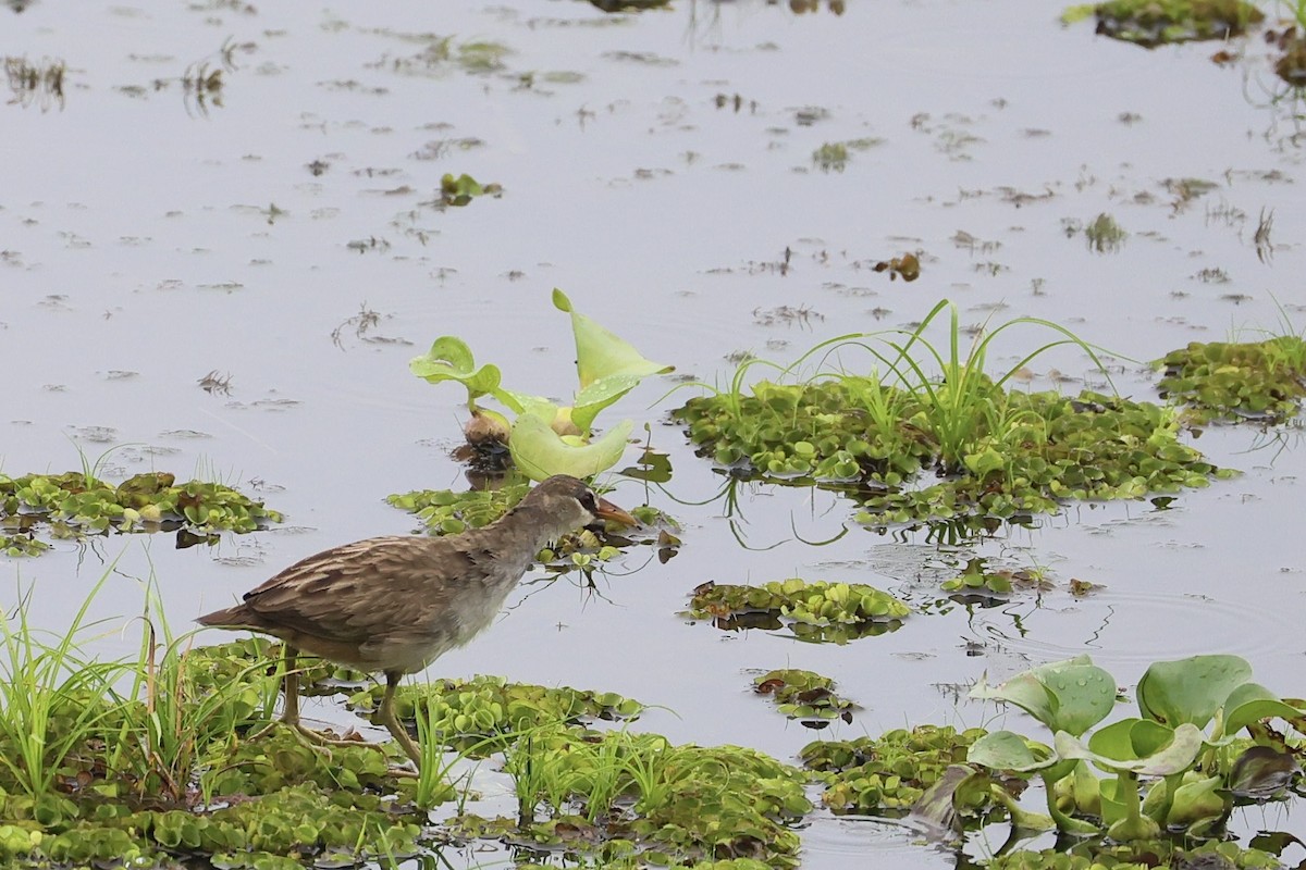 White-browed Crake - ML645390734