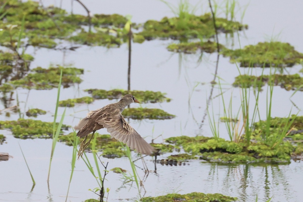 White-browed Crake - ML645390735
