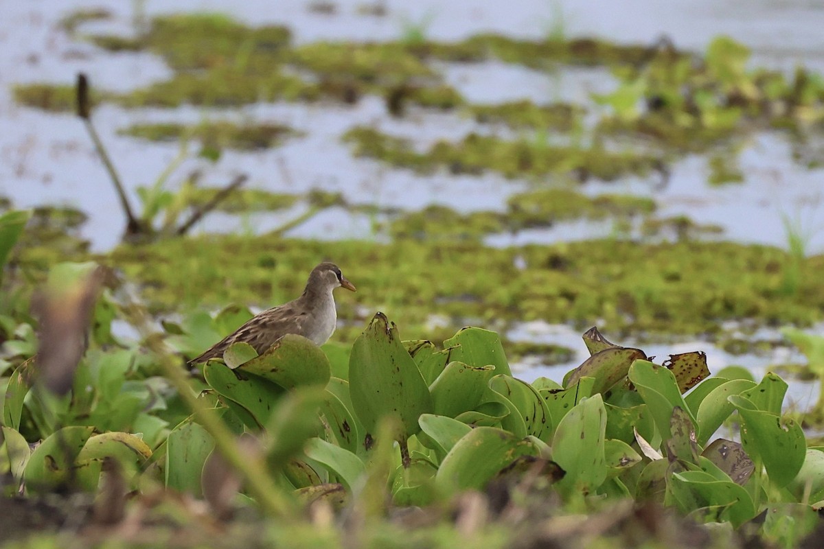 White-browed Crake - ML645390736