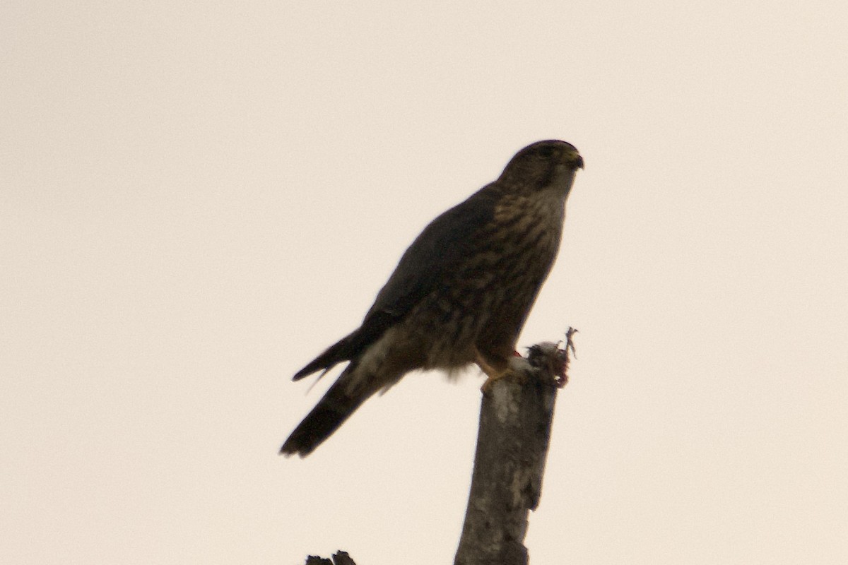 Merlin - ML645390743