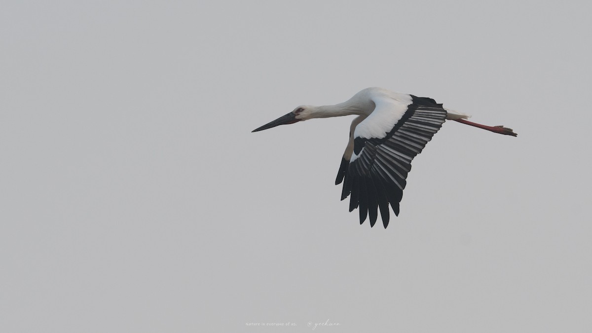 čáp východní - ML645390747