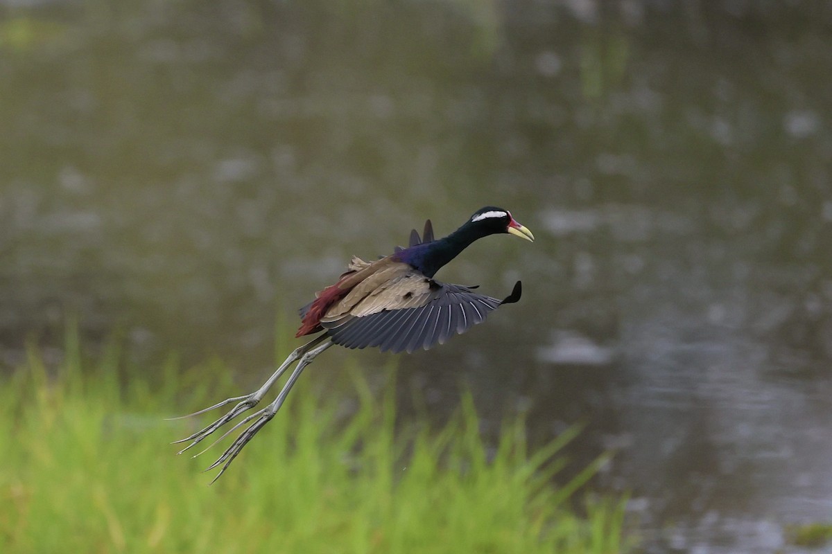 Бронзовокрылая якана - ML645390753