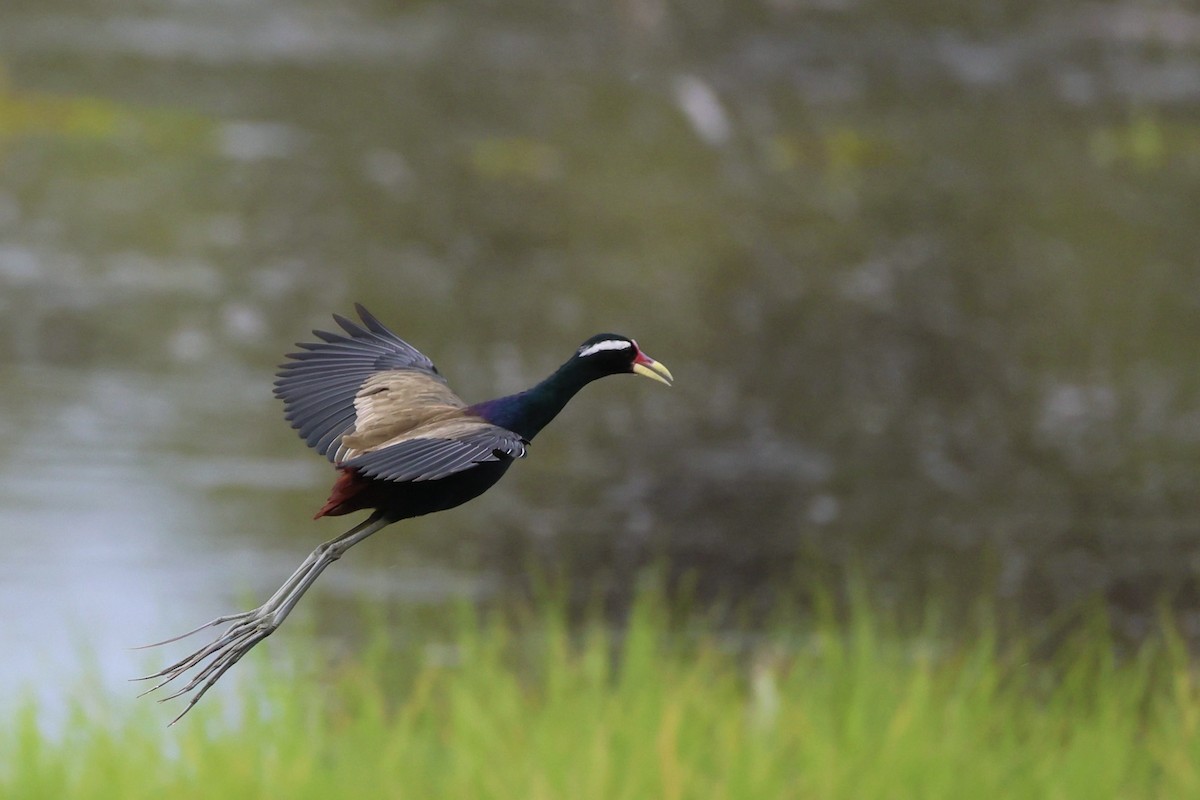 Бронзовокрылая якана - ML645390754