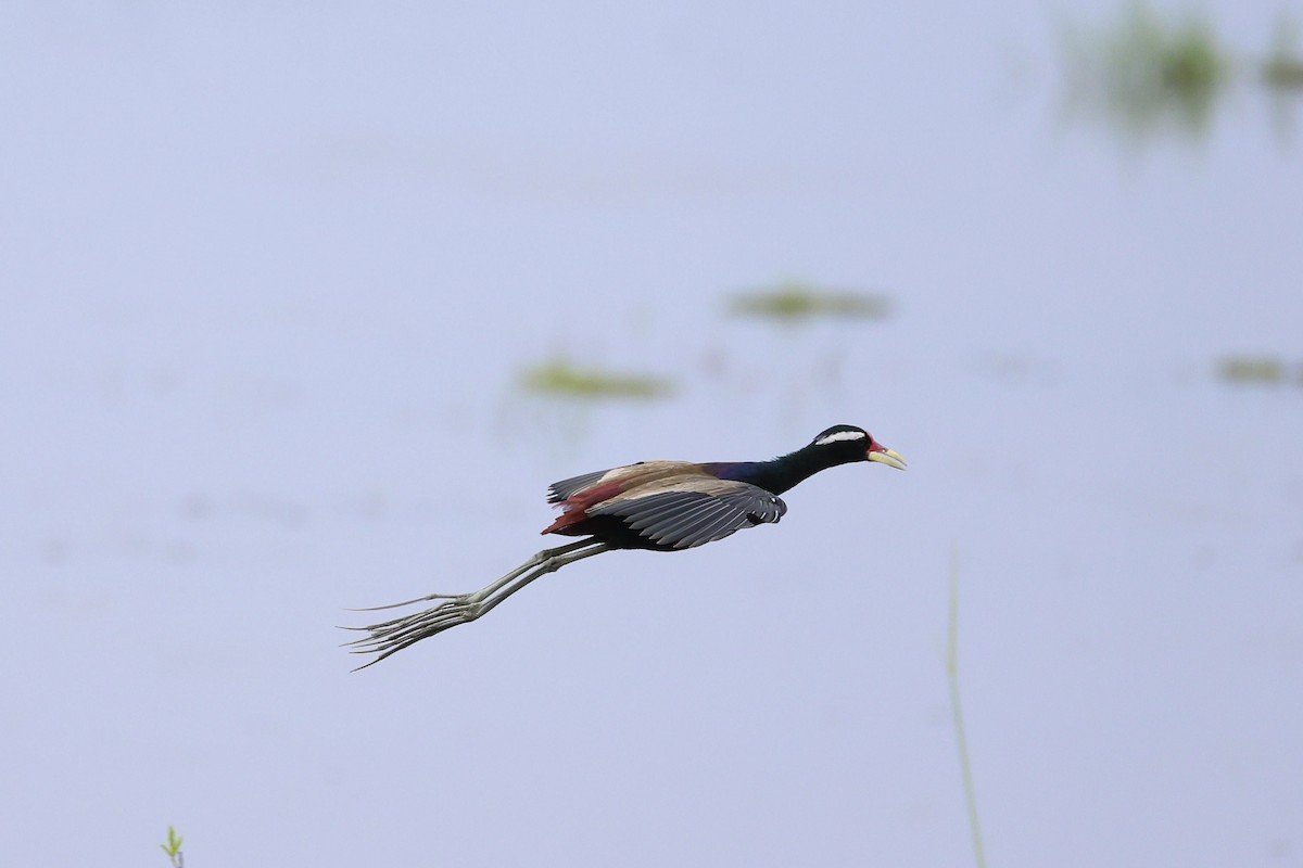 Бронзовокрылая якана - ML645390755