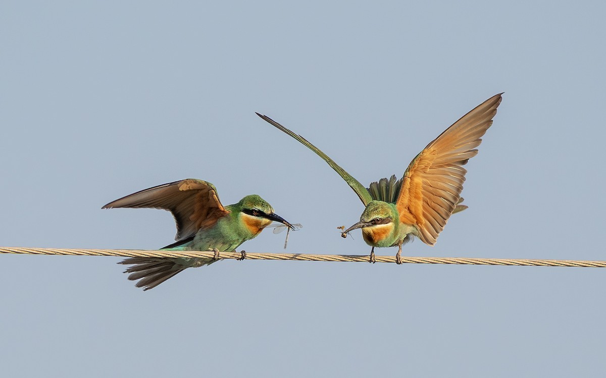 blåkinnbieter - ML645390761