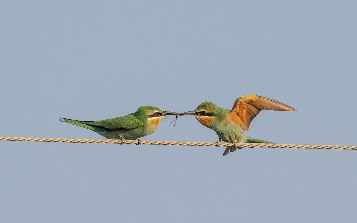 blåkinnbieter - ML645390762