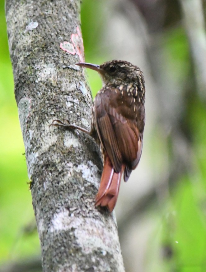Lesser Woodcreeper - ML645390778