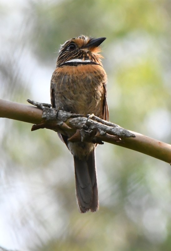 Crescent-chested Puffbird (Greater) - ML645390792