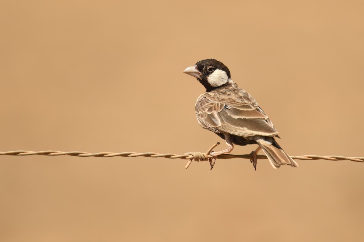 Gray-backed Sparrow-Lark - ML645390818