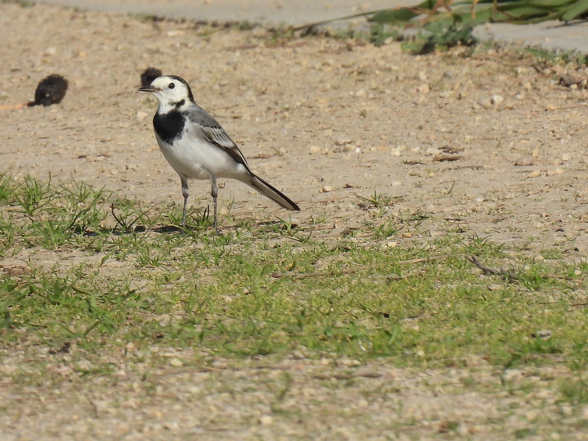 White Wagtail - ML645390839