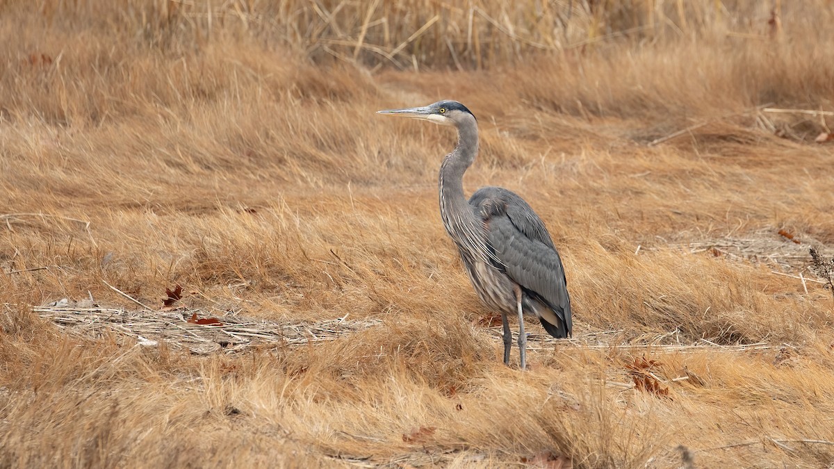 Great Blue Heron - ML645390846