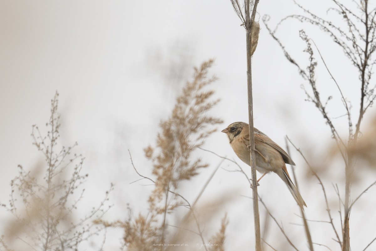 Ochre-rumped Bunting - ML645390847