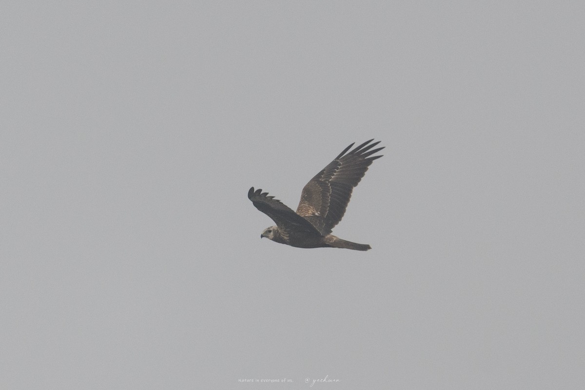 Eastern Marsh Harrier - ML645390852