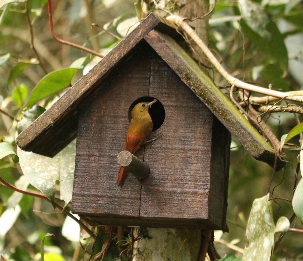 Olivaceous Woodcreeper - ML645390858
