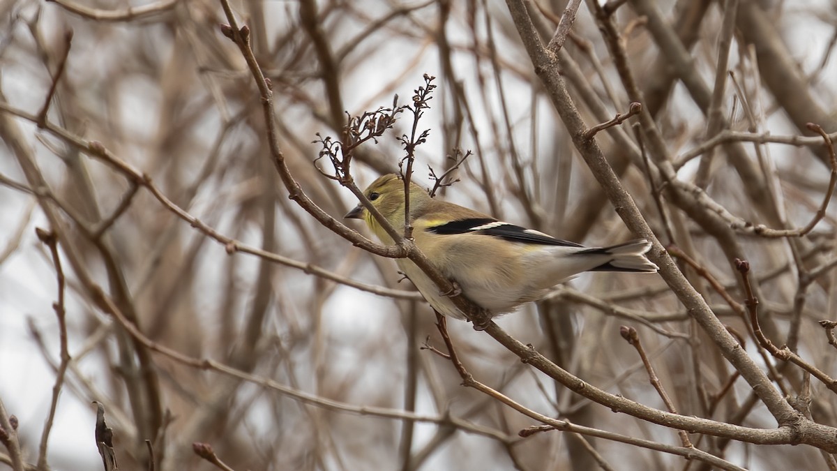 American Goldfinch - ML645390867