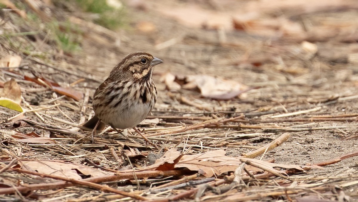 Song Sparrow - ML645390877