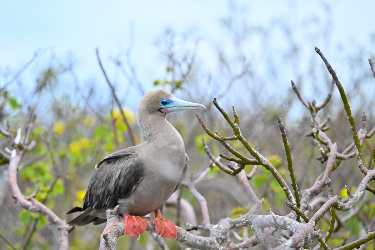 Сула червононога - ML645390897