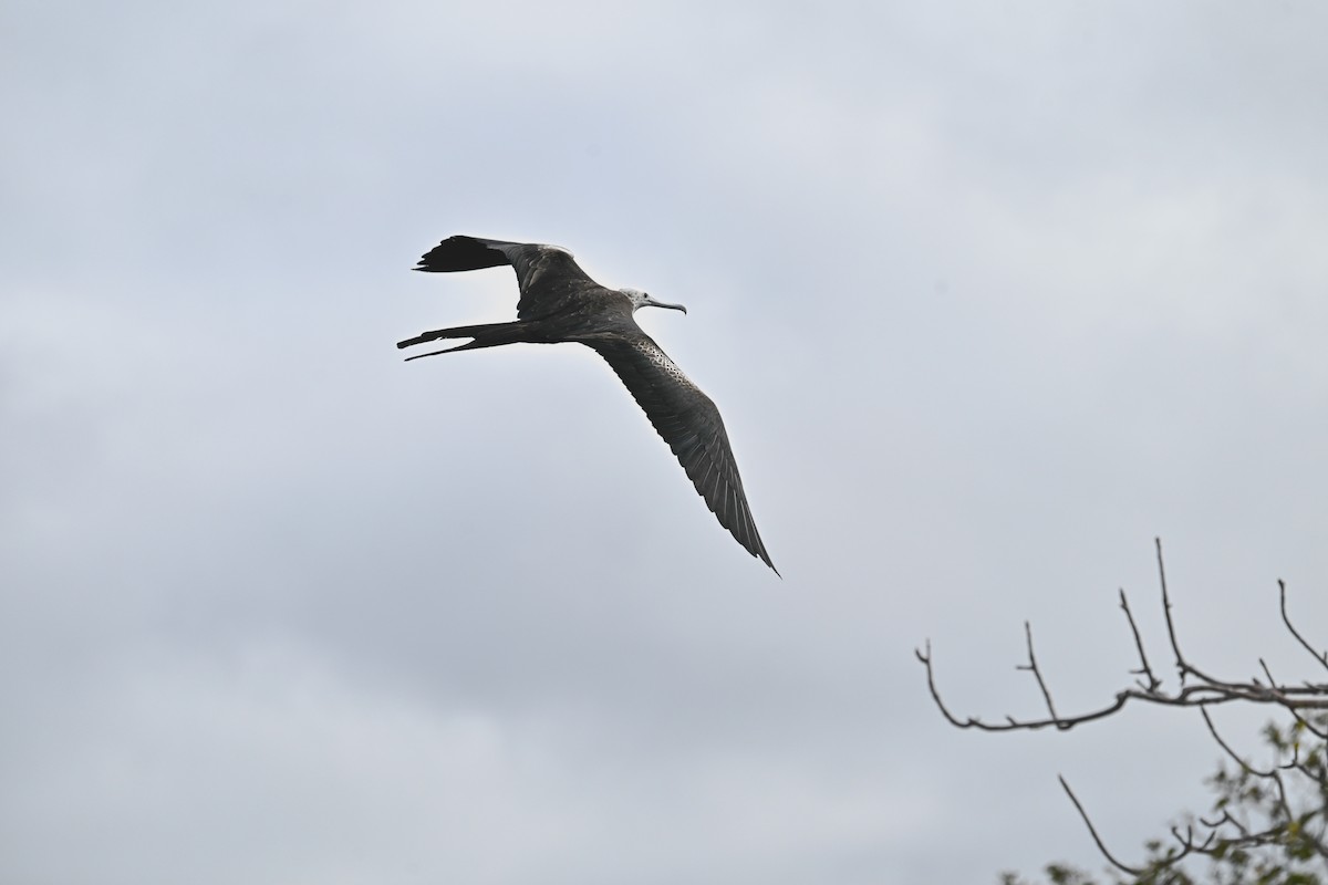פריגט גדול - ML645390901