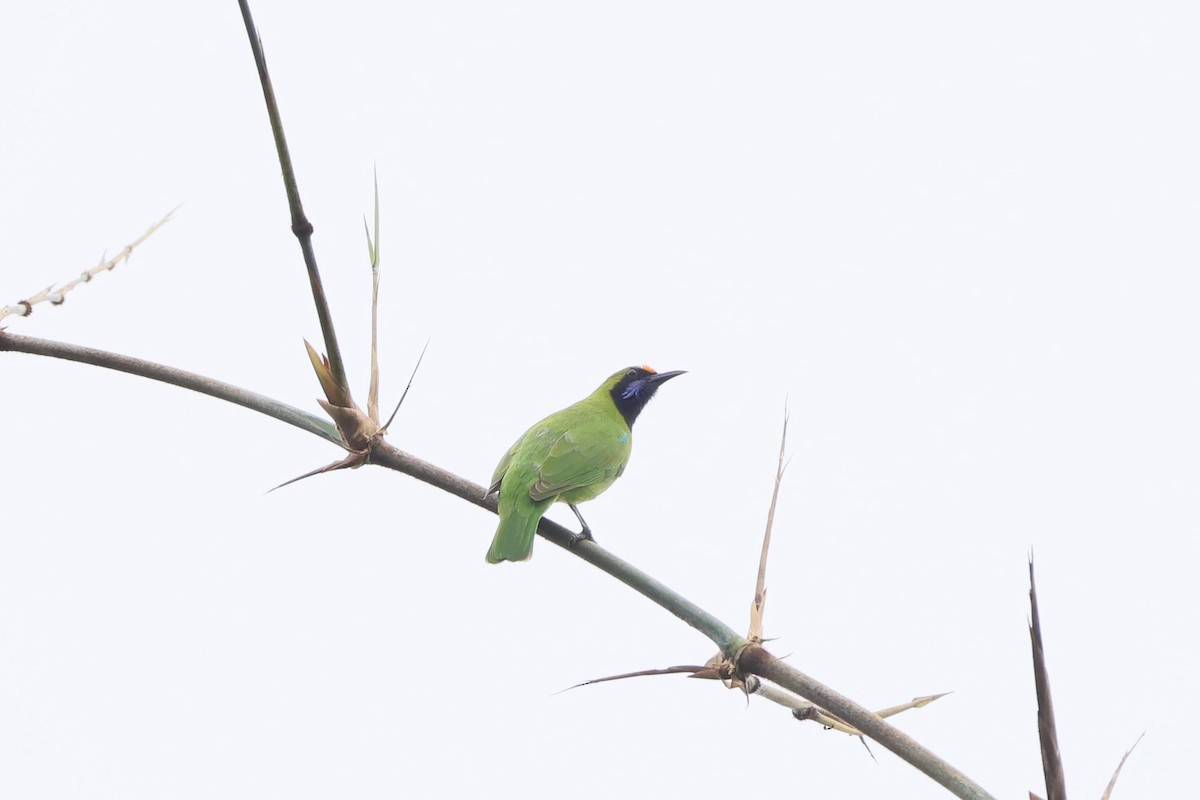 Золотолобая листовка - ML645390902