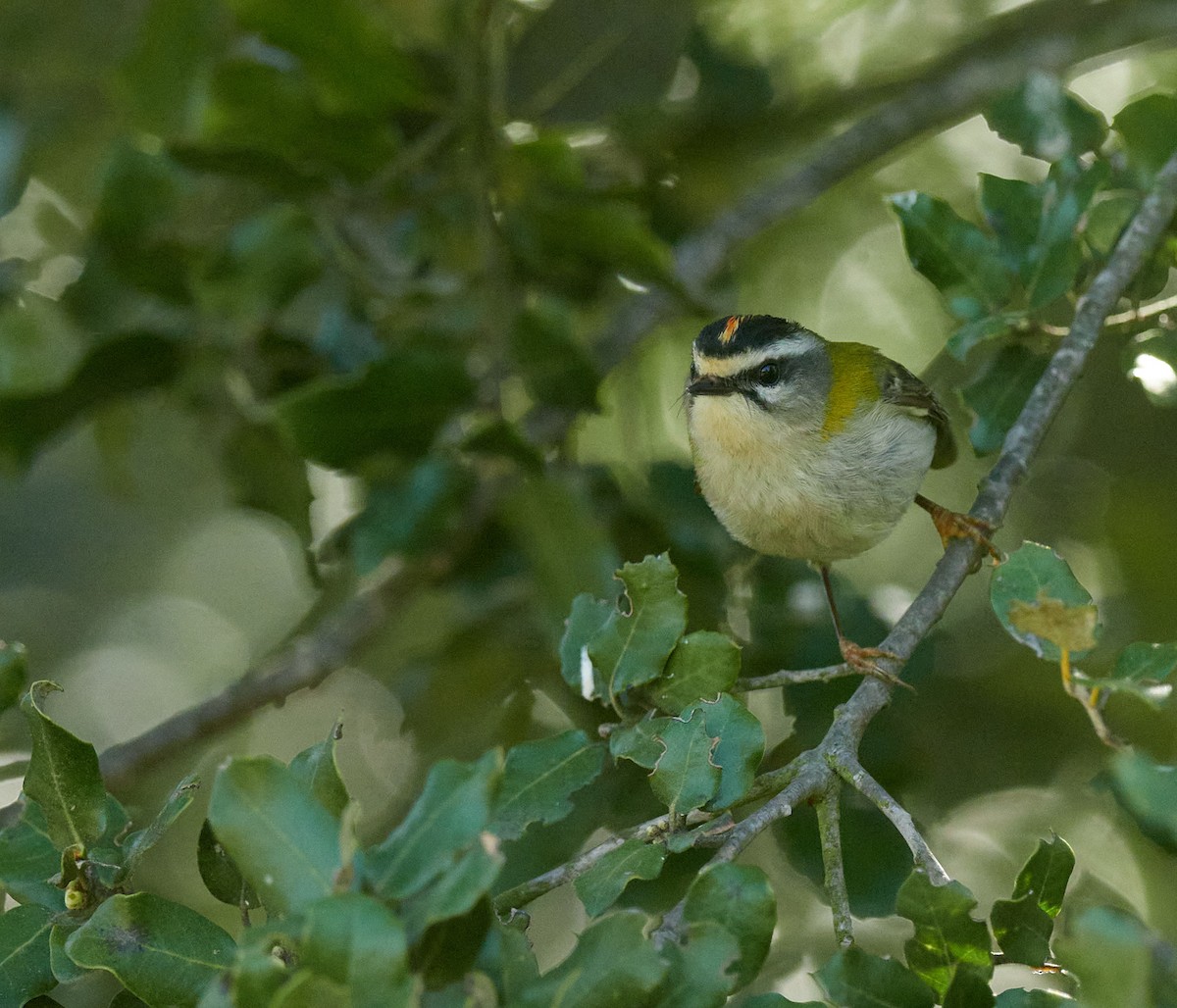 Common Firecrest - ML645390927