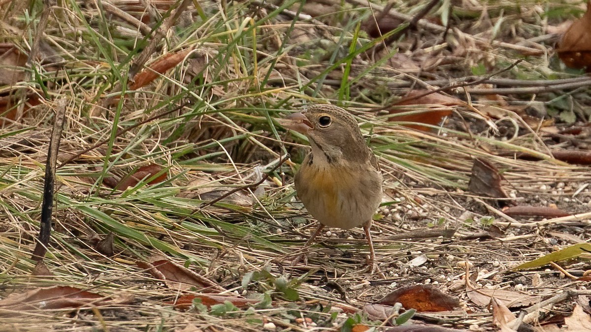 Dickcissel - ML645390930