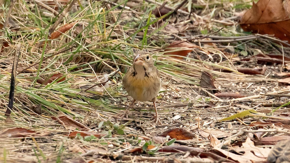 Dickcissel - ML645390931