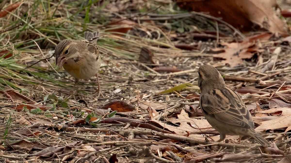 Dickcissel - ML645390932