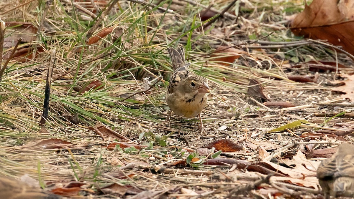 Dickcissel - ML645390933