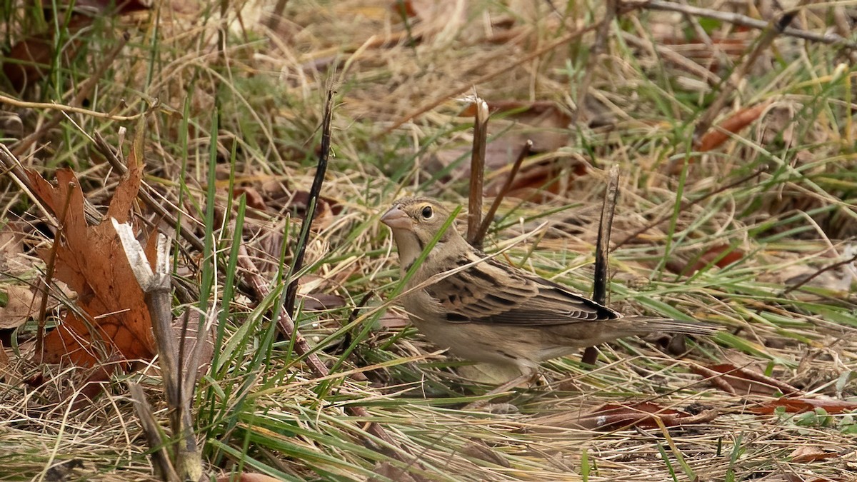 Dickcissel - ML645390934