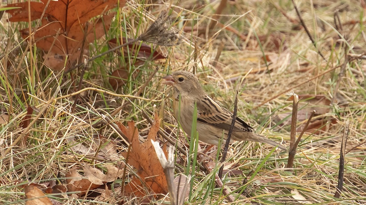 Dickcissel - ML645390935