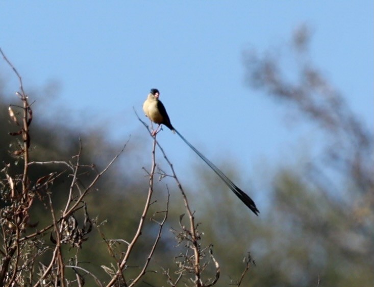 Королевская вдовушка - ML645390963