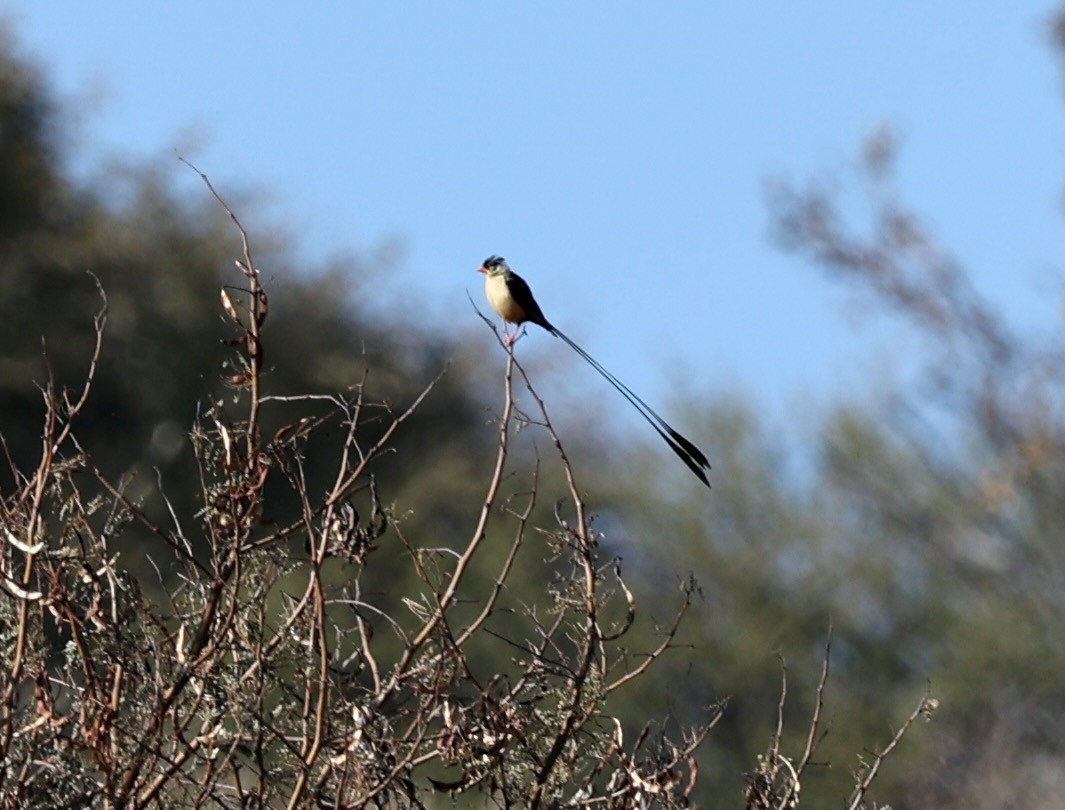 Королевская вдовушка - ML645390970