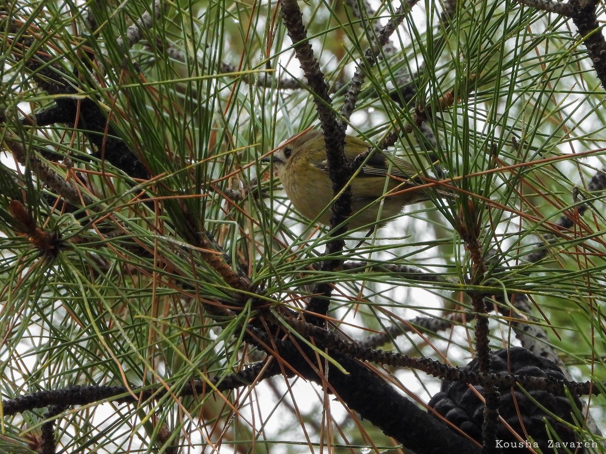 Goldcrest (European) - ML645390972