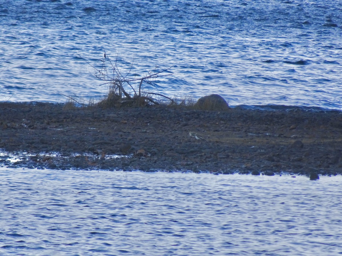 Snow Bunting - ML645390977