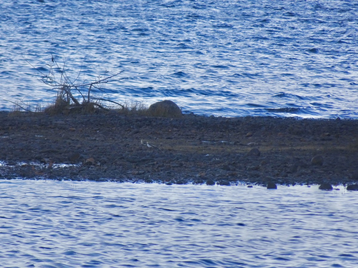 Snow Bunting - ML645390978