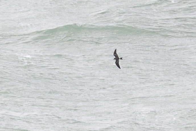 Wellenläufer - ML645390985