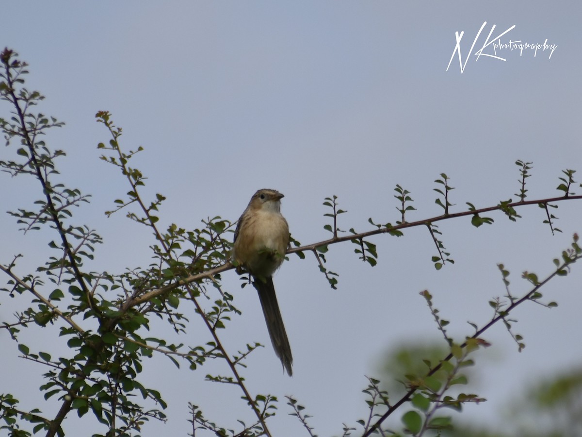 Common Babbler - ML645390990