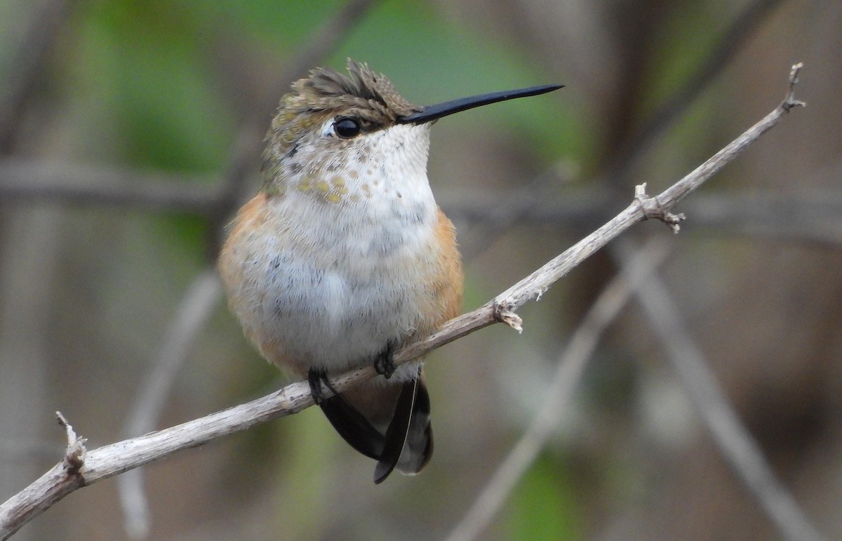 Rufous Hummingbird - ML645391002