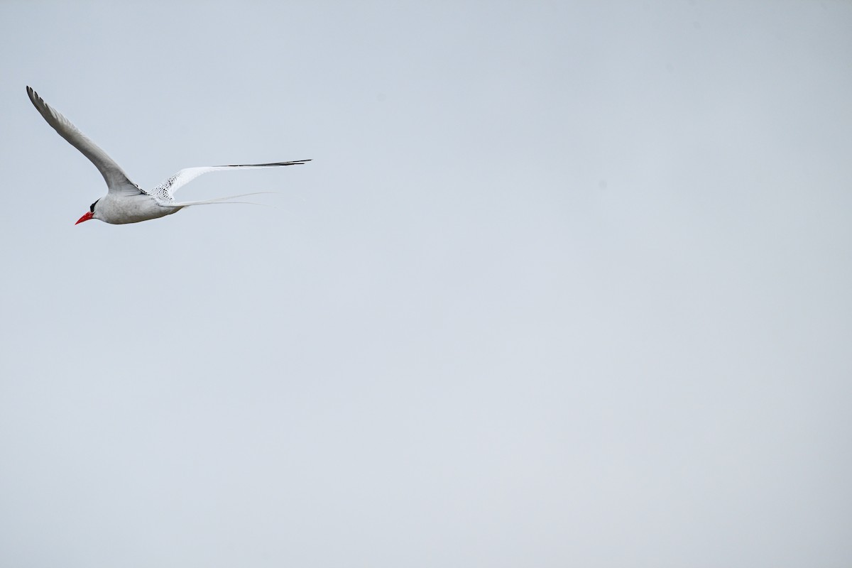 Red-billed Tropicbird - ML645391015