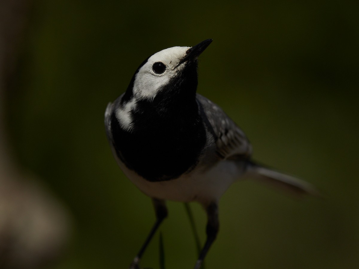 White Wagtail - ML645391018