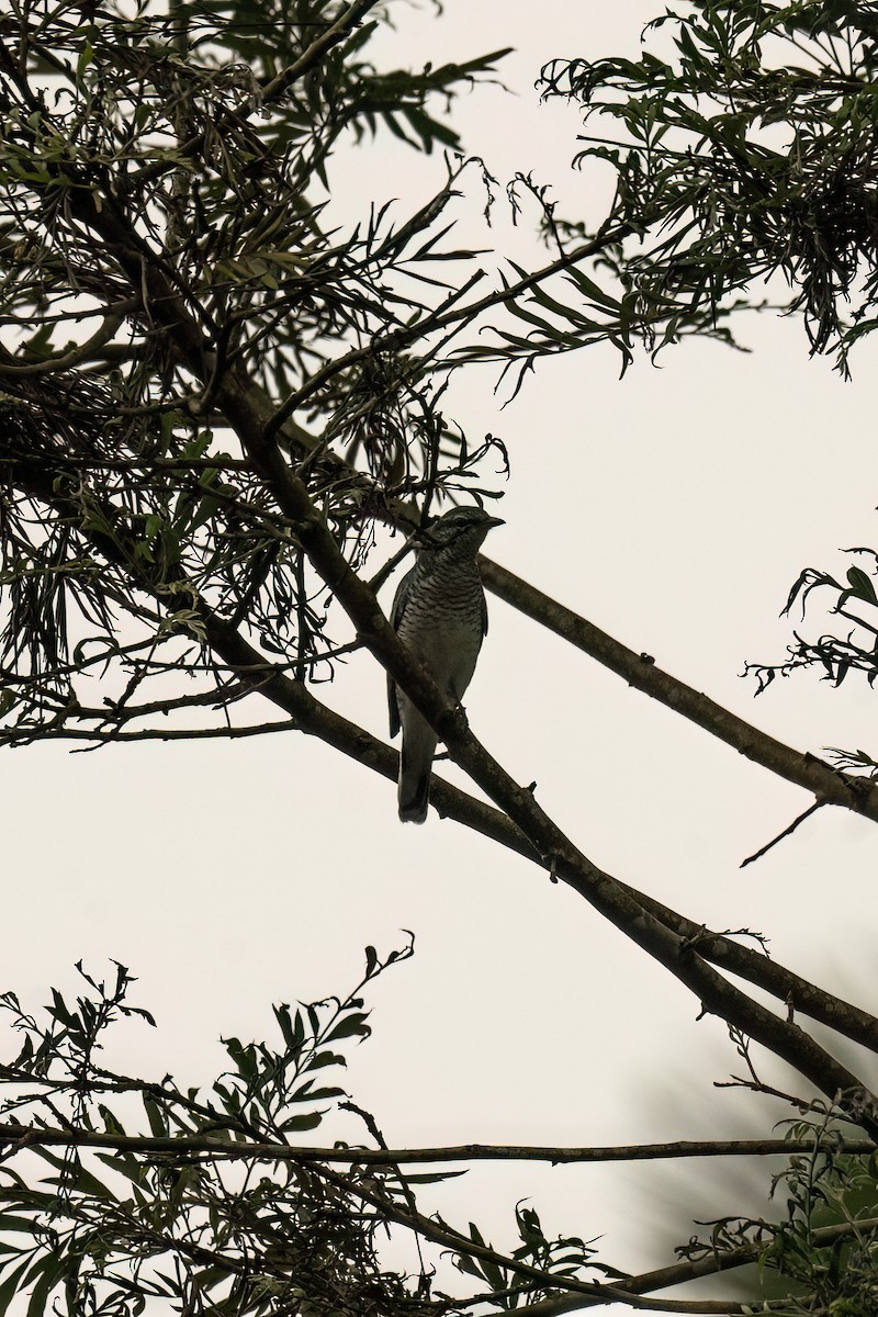 Black-headed Cuckooshrike - ML645391020