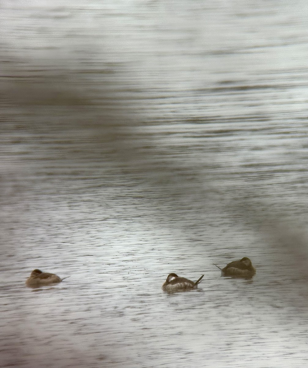 Ruddy Duck - ML645391038