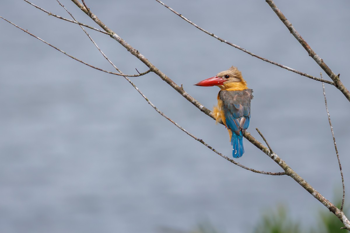 Stork-billed Kingfisher - ML645391046