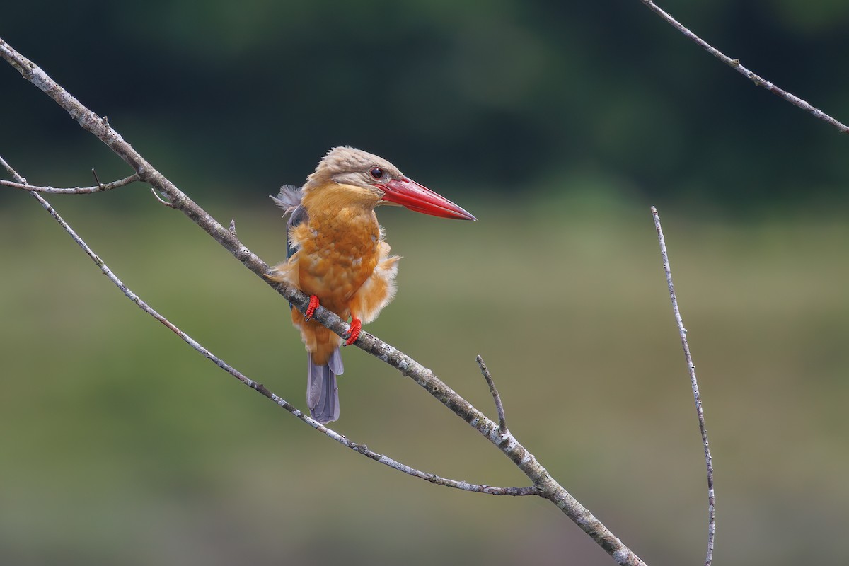 Stork-billed Kingfisher - ML645391047