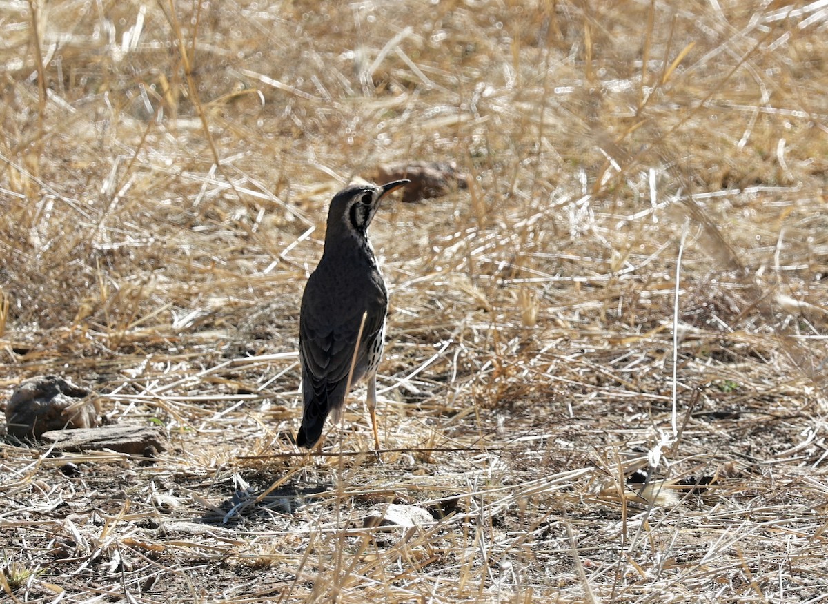 Groundscraper Thrush - ML645391054